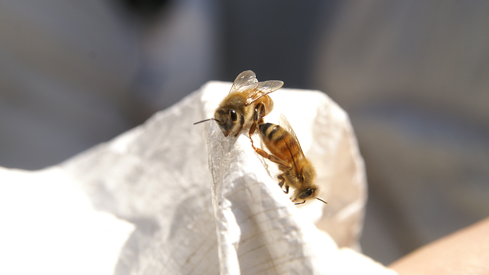 Specified Non-Profit Organization Ginza Honey Bee Project
